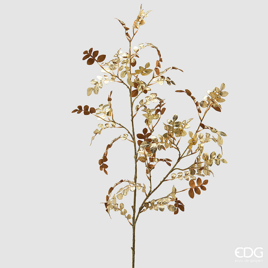 EDG - ACACIA RAMO H.105