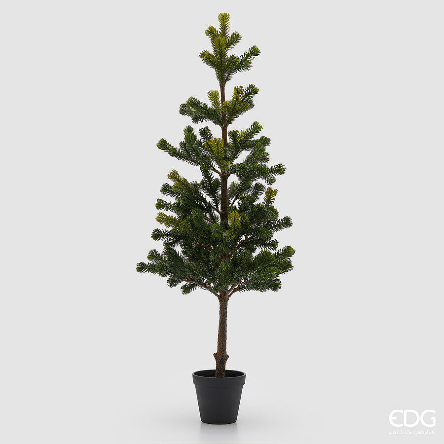 EDG Pino Decorativo con Vaso, H80 cm