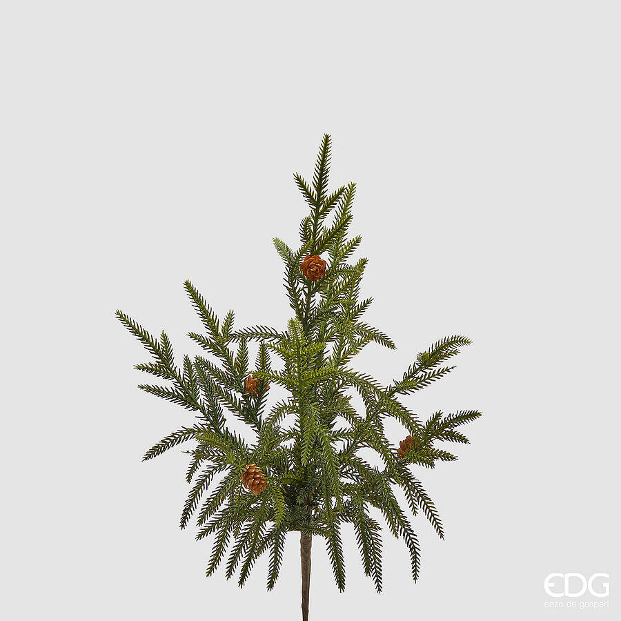 EDG - CRYPTOMERIA RAMO H.44
