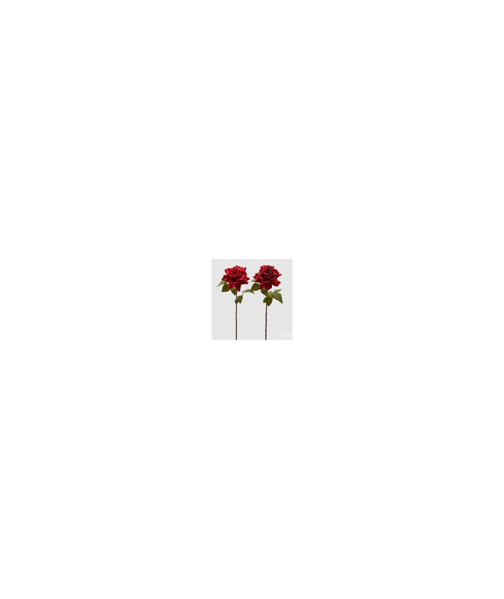 ROSA REX APERT H52 C3